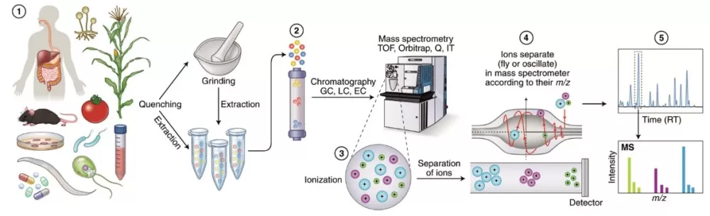 MS-based Metabolomics